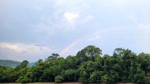 A beautiful rainbow over trees

