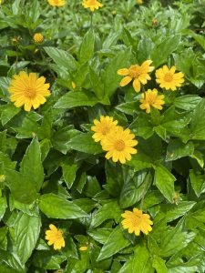 Bright flowers against a lush leafy background.