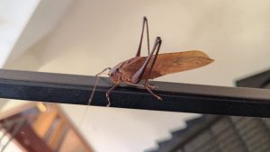 Brown coloured grasshopper sitting on the stair railing