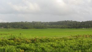 The Green Paddy fields of Wayanad
