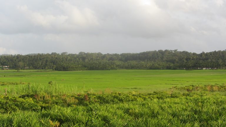 The Green Paddy fields of Wayanad