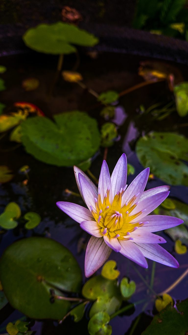 A closeup view of Lotus flower in bloom.