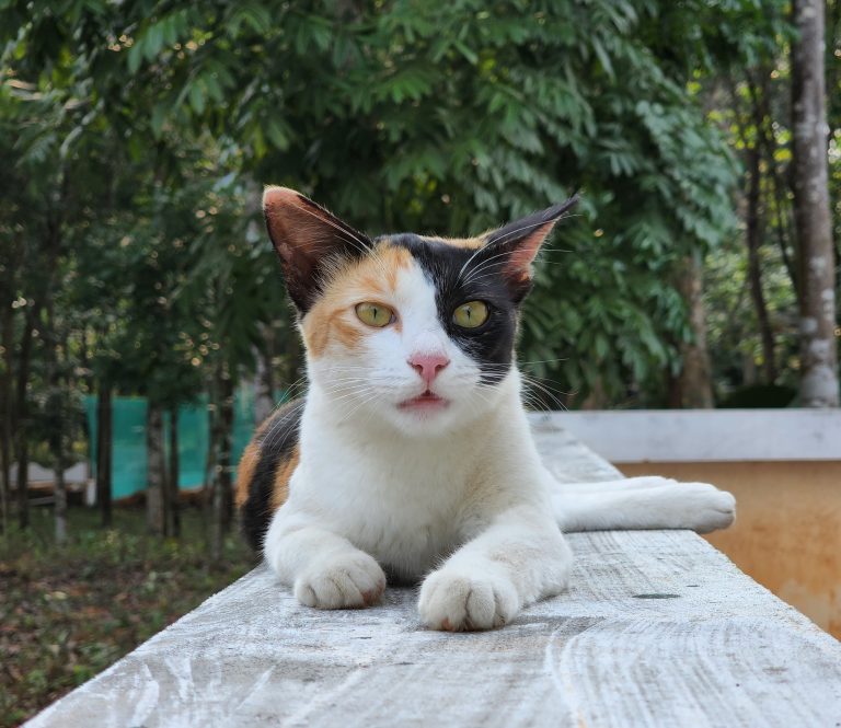 A cat lying on top of a wall