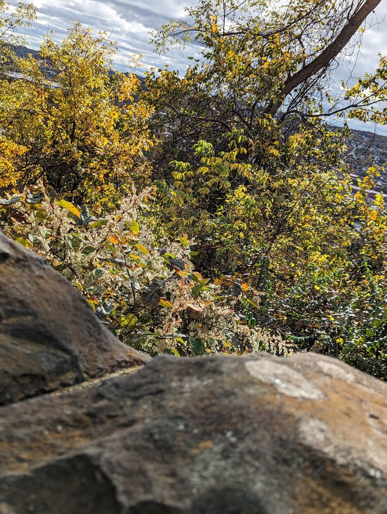 Several yellow leaves on trees behind a stone wall, in front of Pittsburgh’s Mon Valley under a big blue sky