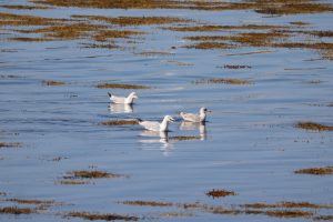 Three Heron Gulls swimming amongst floating seaweed in the Scottish Highlands