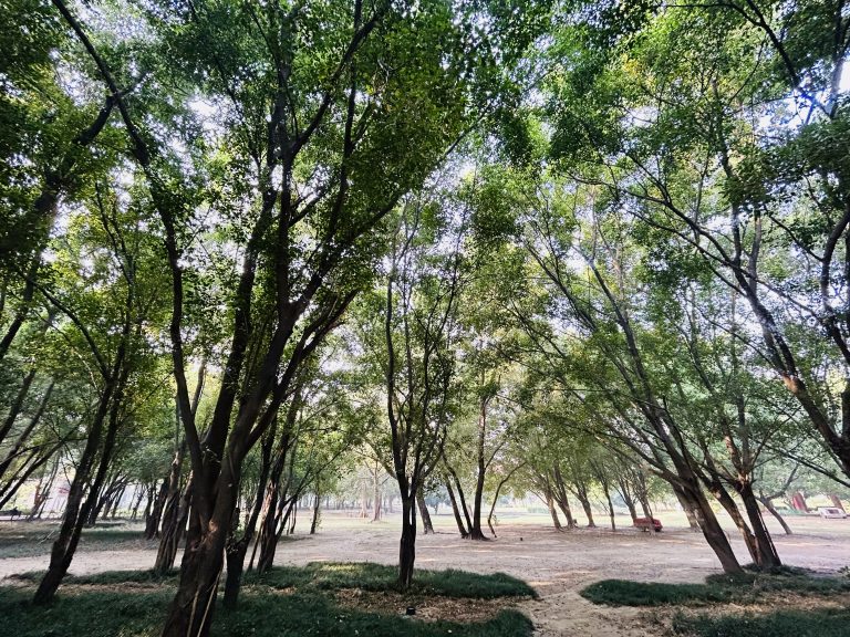 Vibrant shades of green dominates the landscape. There are many thin but high trees in a park.