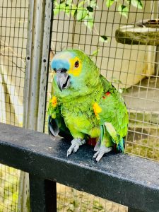 The blue-fronted amazon(Amazona aestiva). It is also known as the blue-fronted parrot, the turquoise-fronted amazon and the turquoise-fronted parrot. From KL Bird Park, Kuala Lumpur, Malaysia.