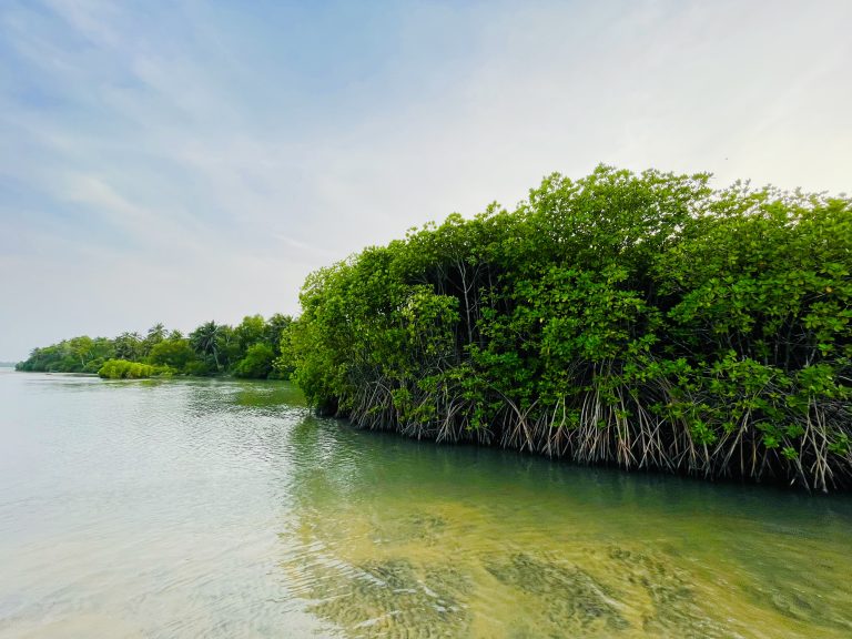 Mangroves along the water’s edge, shallow water offshore.