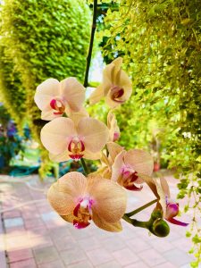 A closeup view of the Moth orchid flower.