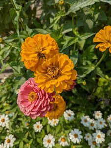 Orange and pink zinnia flowers in the foreground, and white zinnias in the background.