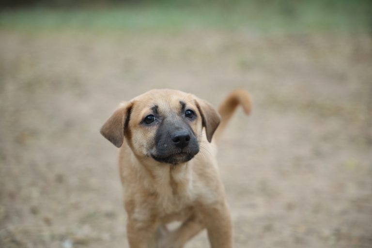 Curious puppy. Brown dog. Best friend. From Bangalore. Beautiful pup.
#WPPhotoFestival #puppy #dog