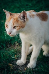 Adorable tabby cat