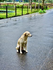 A female street dog. From Malabar Botanical Garden, Olavana, Kozhikode, Kerala. 