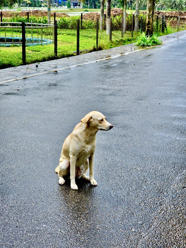 A female street dog. From Malabar Botanical Garden, Olavana, Kozhikode, Kerala.