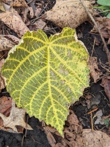 A big, vainy green and yellow dried leaf 