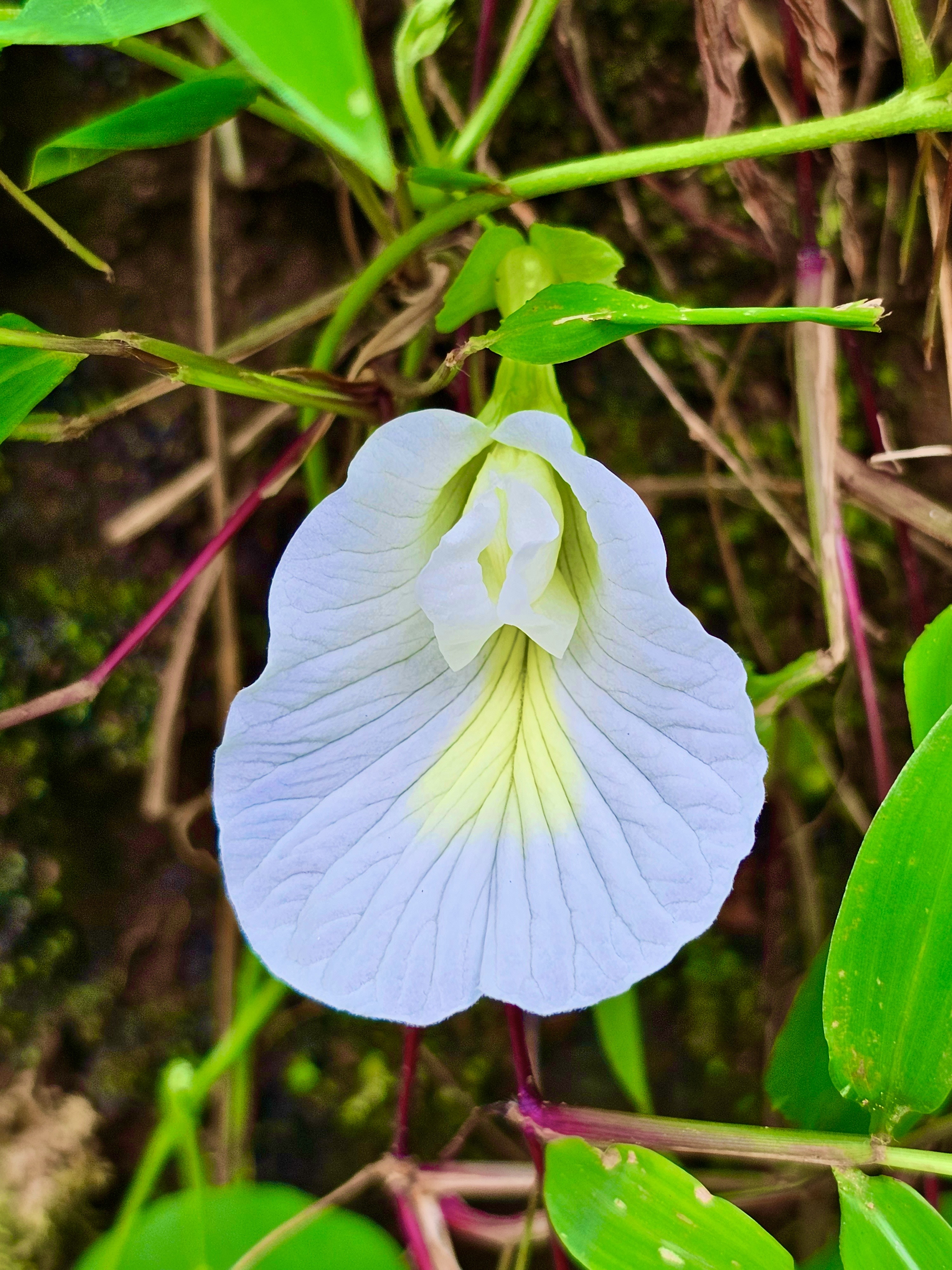 Close view of white Clitoria ternatea flower. It is commonly known as Asian pigeonwings, butterfly pea, cordofan pea or Darwin pea. From Perumanna, Kozhikode, Kerala.