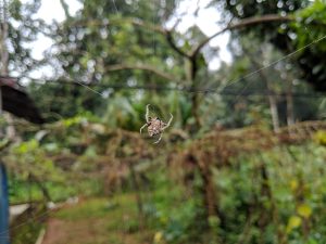 Waiting for prey! Spider and its web during the morning. 