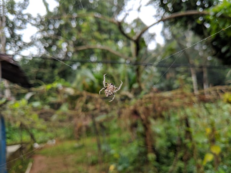 Waiting for prey! Spider and its web during the morning.