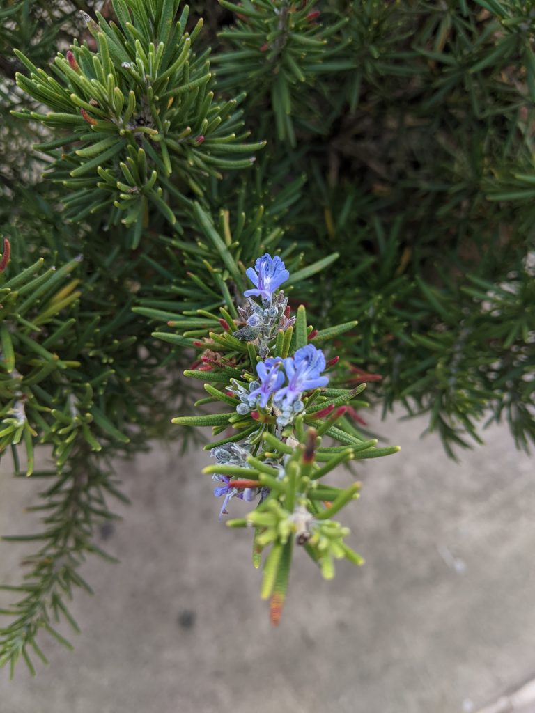 Rosemary Flower