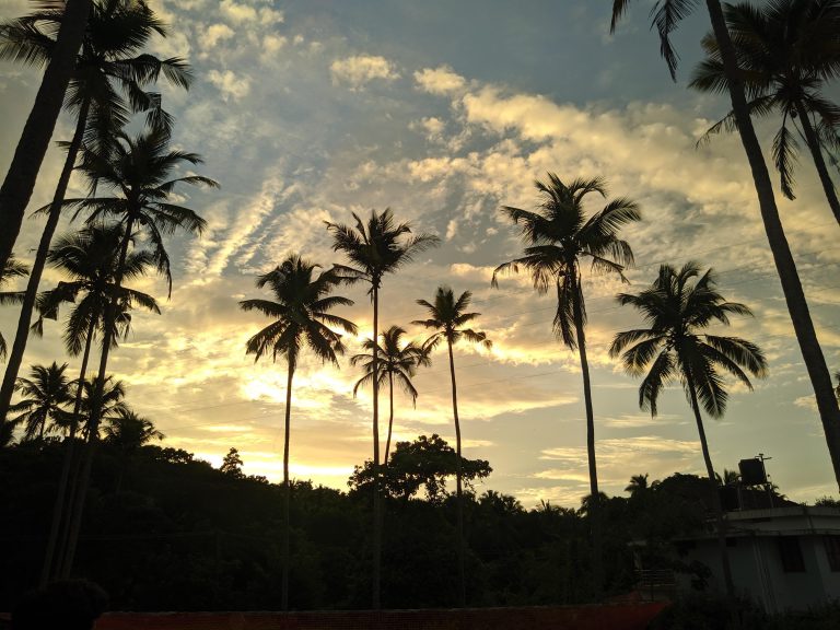 Evening sky with silhouettes of palm trees and clouds in the sky