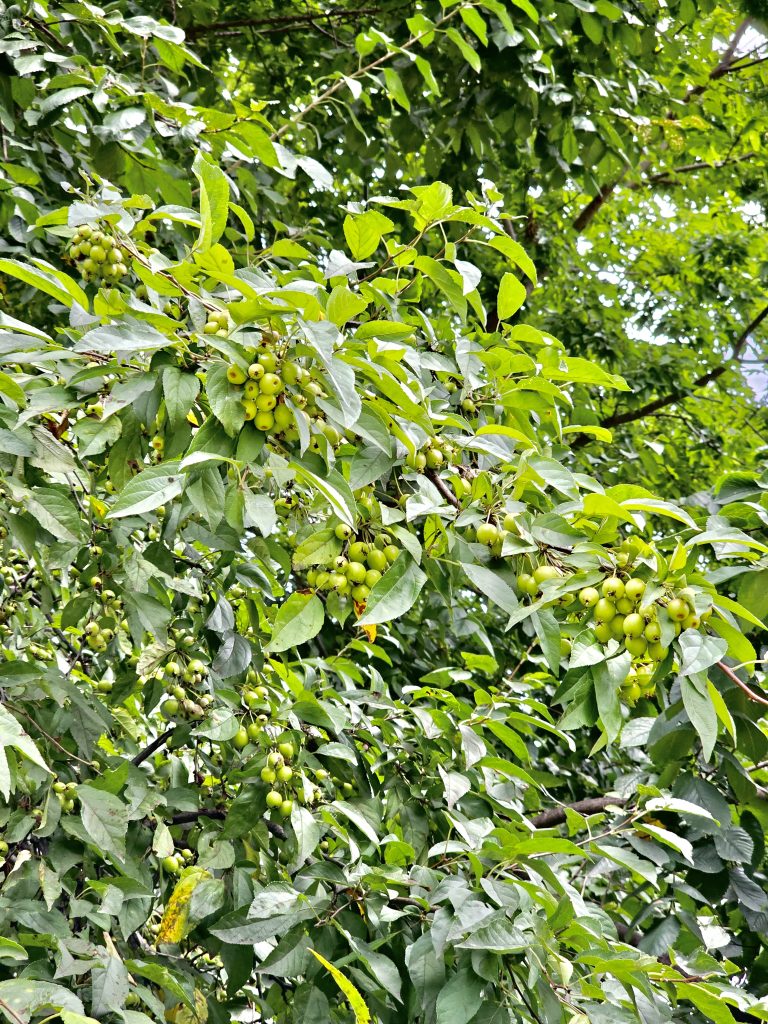 Tender Malus hupehensis fruits. It’s commonly known as Chinese crab apple, Hupeh crab or tea crabapple. From Central Park, New York, United States.