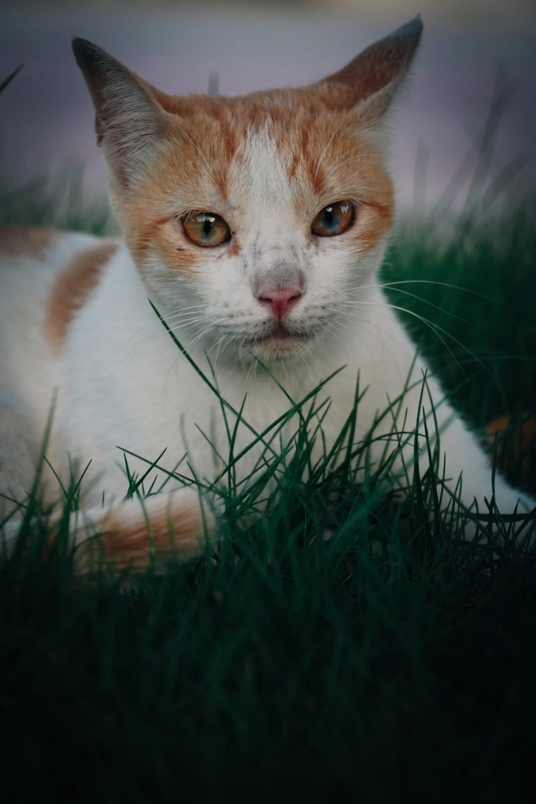 Fluffy feline striking a pose with playful charm