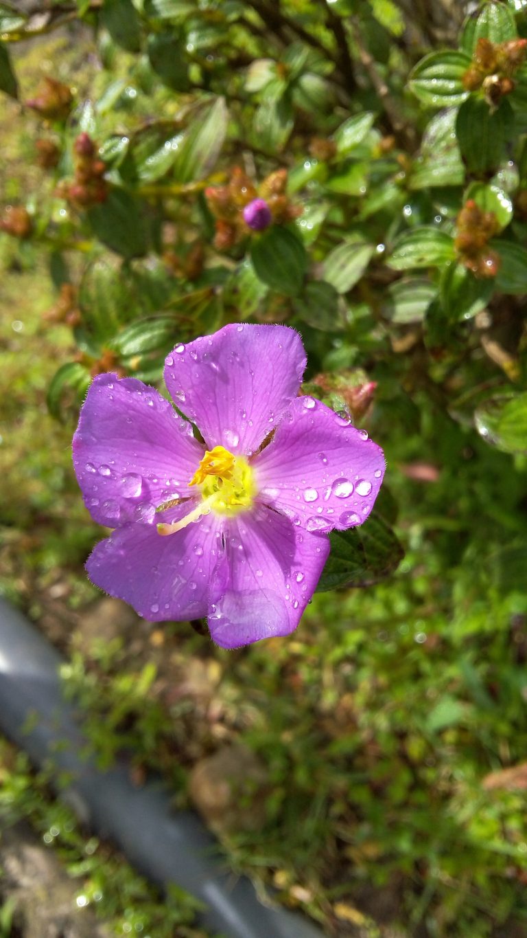 Flower with morning dew reflection of sunlight.