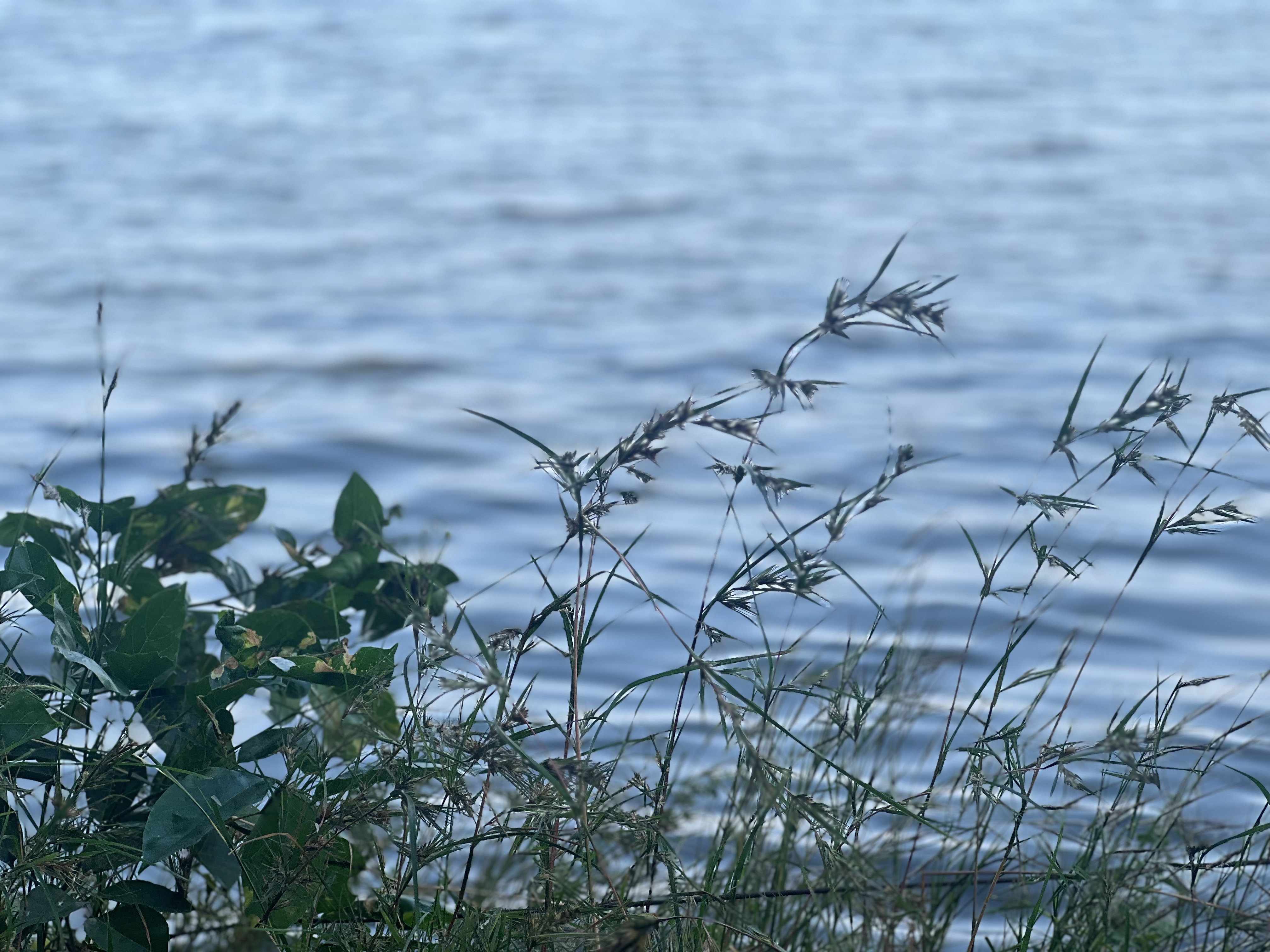 A Grass in Focus with Serene Waters in background at Van Vihar, Bhopal.