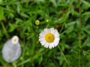 A small white flower with a yellow center on a green background. 