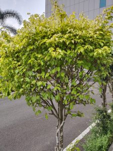 A bush with green leaves in front of a building.