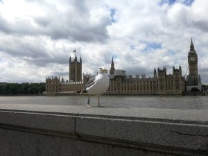 in the front stands a seagull on a stonewall. In the background there is a river called “Thames” in London and behind the river there is a building complex called “Palace of Westminster” in London.
