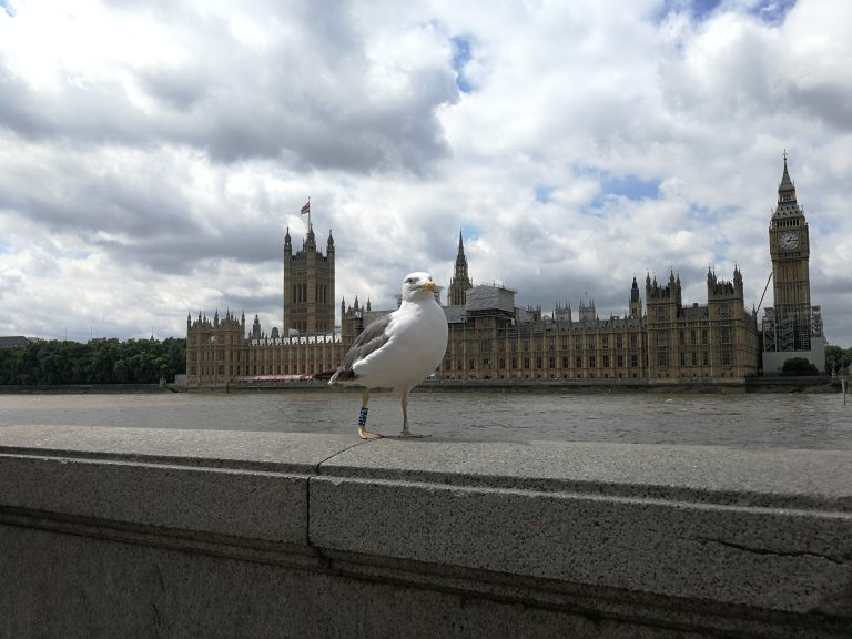 in the front stands a seagull on a stonewall. In the background there is a river called “Thames” in London and behind the river there is a building complex called “Palace of Westminster” in London.