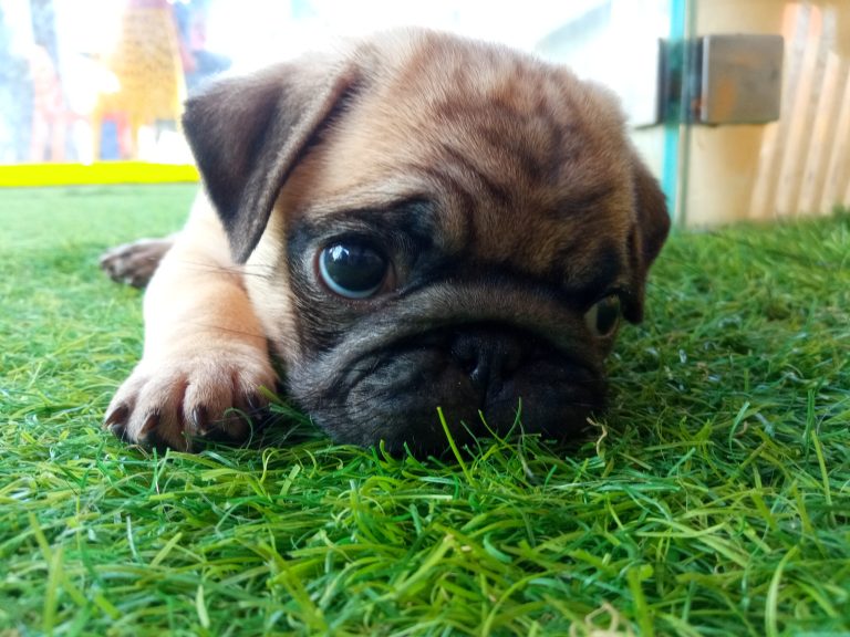 In a serene grassy meadow, a pug with glossy mahogany fur lounges contentedly. Its bright, innocent eyes and a cute, puppy-like face beckon with irresistible charm, inviting you to share in its simple, heartwarming joy.