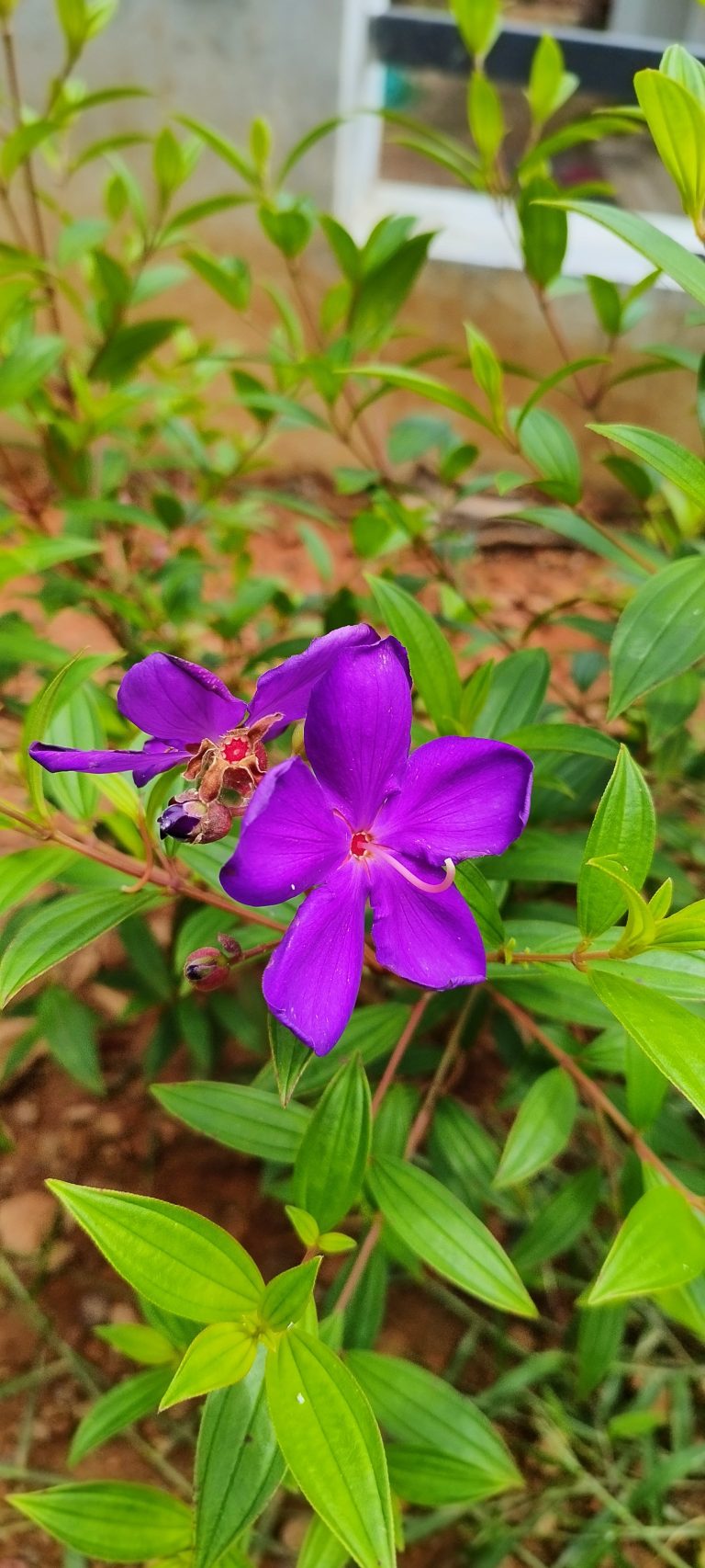 A violet flower in the garden
#WPPhotoFestival