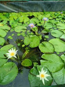 Water Lilies with Different Colours 