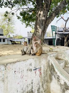 Mother monkey and her kids, 