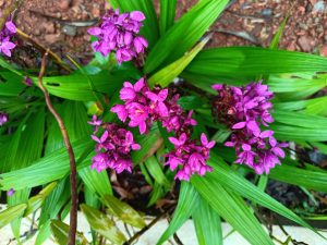 Landscape view of Spathoglottis unguiculata Plant.