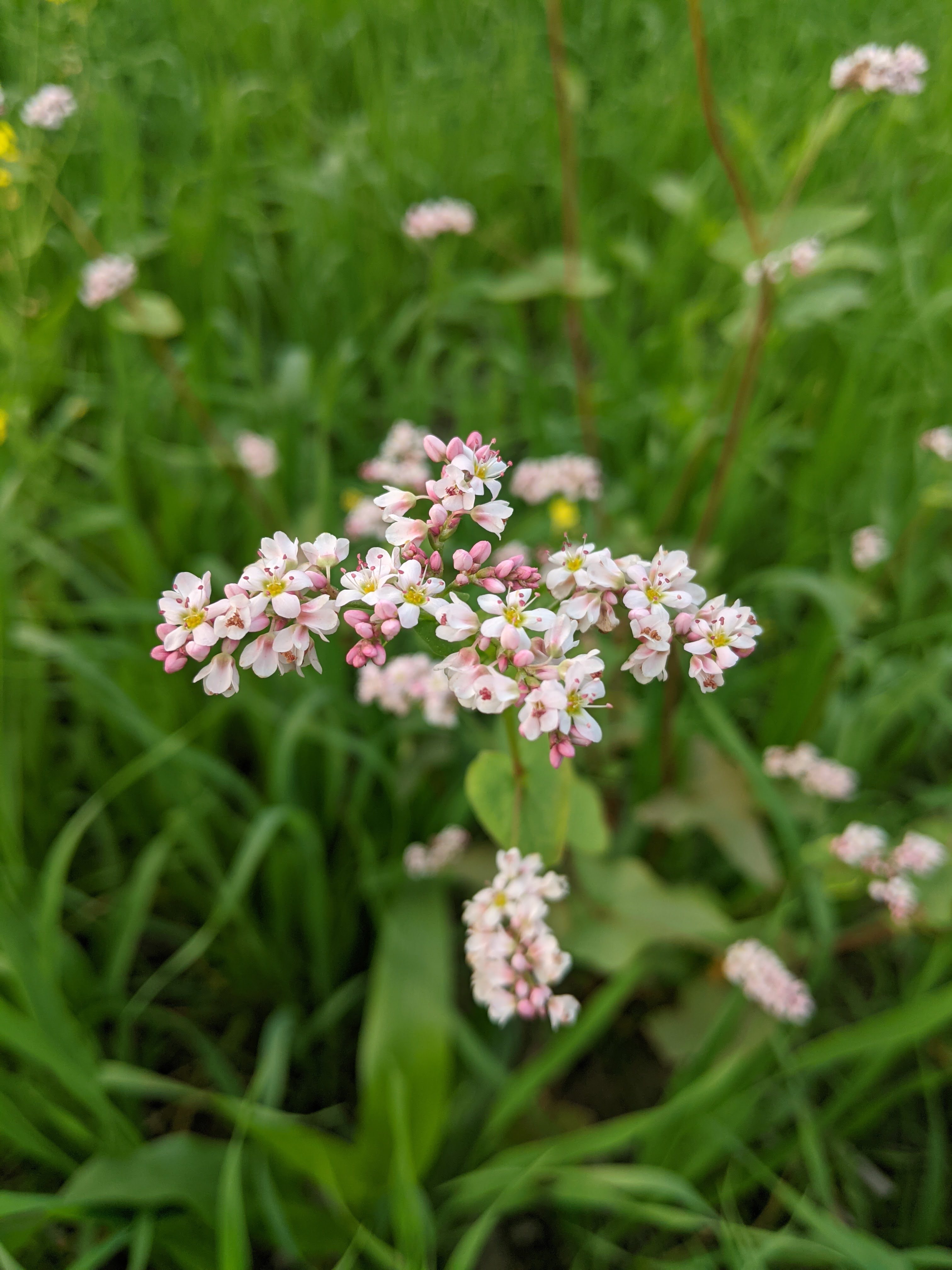 Flower of Buckwheat