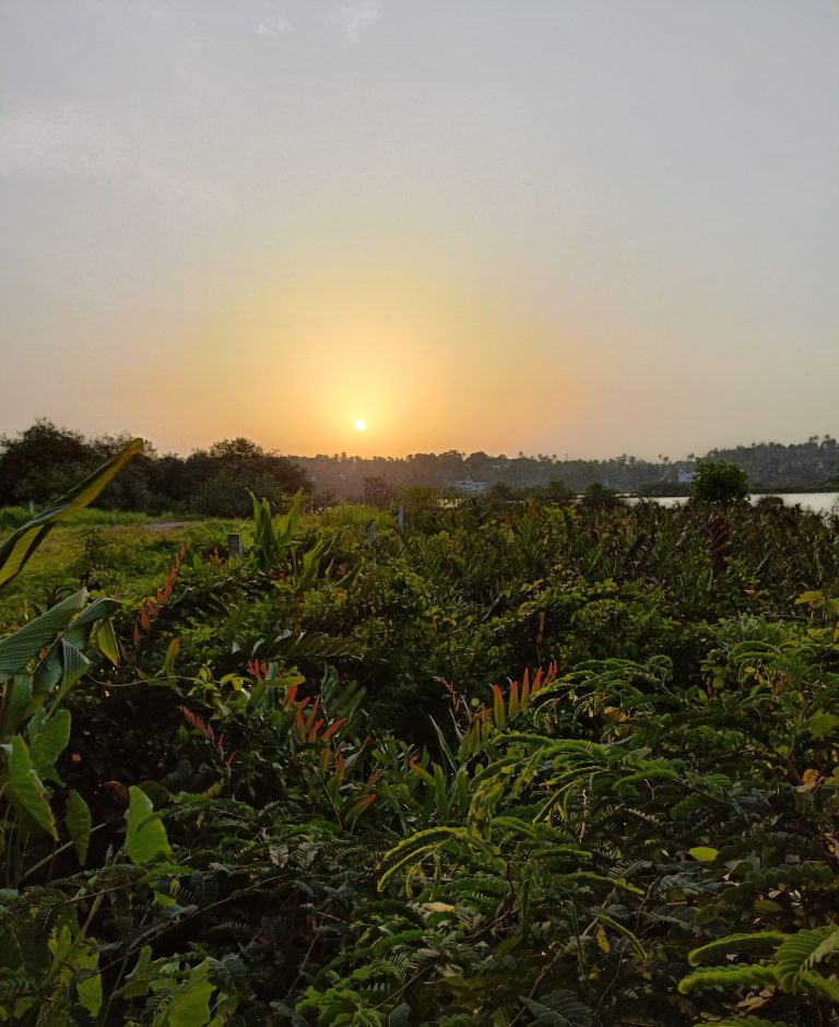 The sun setting over trees and water across a field.
#WPPhotoFestival