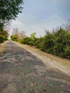 Road through Keoladeo national park Bharatpur, Rajasthan, India.