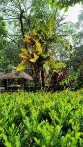 Lush garden scene with variegated leaves and a distant cabin.