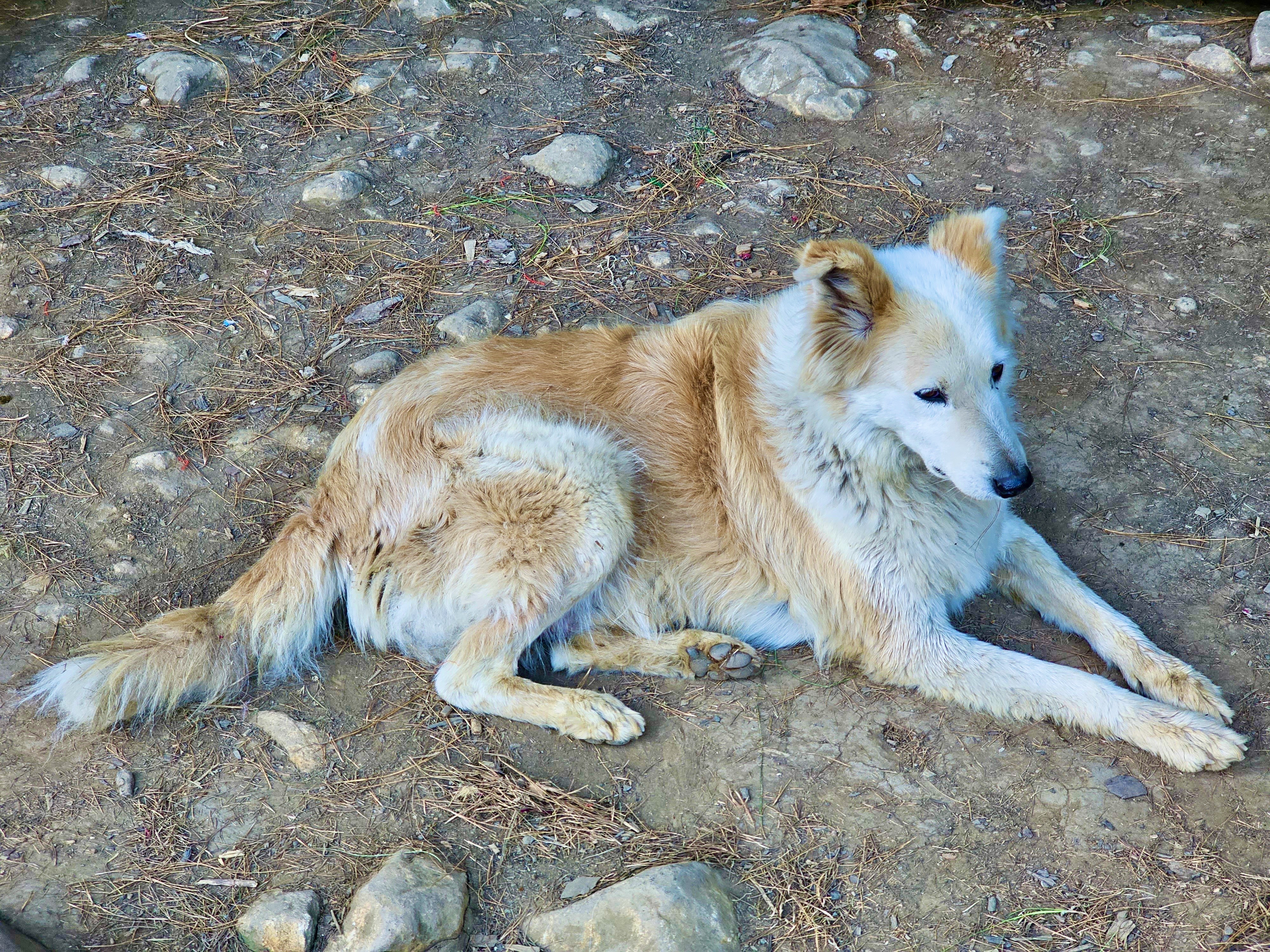 A fluffy tan dog with a gentle expression, lying down on a rough, stone-studded terrain, looking attentively to the side, Ooty, Tamil Nadu, India.