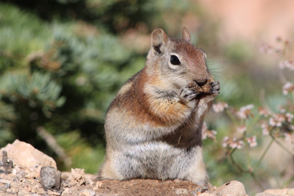 A close-up image of a Golden-Mantled Ground Squirrel eating food