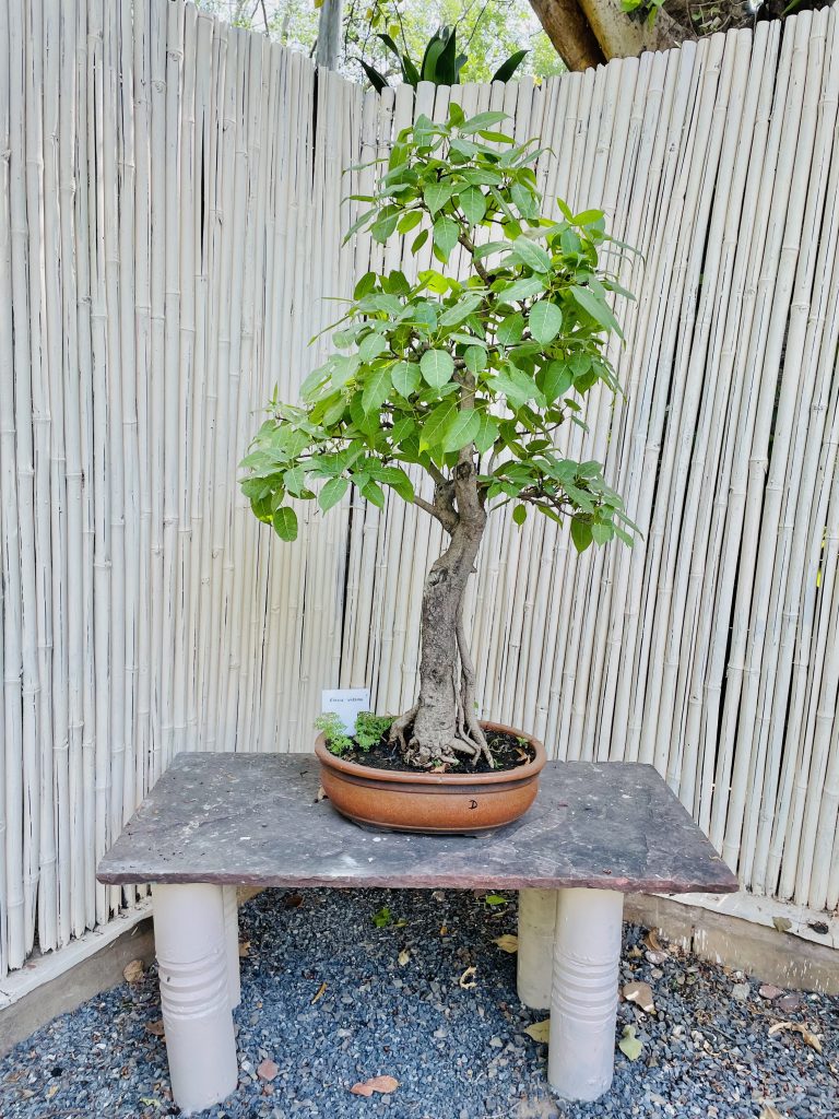 A Ficus Virens bonsai plant. From Lodhi Garden, Delhi, India.