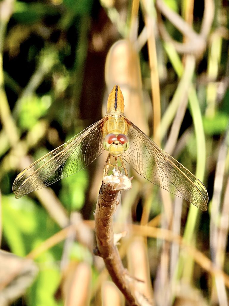 A close view of dragonfly. From Oorkkadavu, Kozhikode, Kerala.