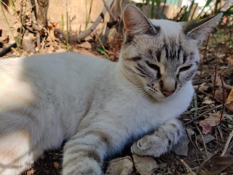 A close-up of a light-colored cat with distinct markings on its face, resting on the ground. The cat has its eyes partially closed. Surrounding the cat are dried leaves, rocks, and some greenery.