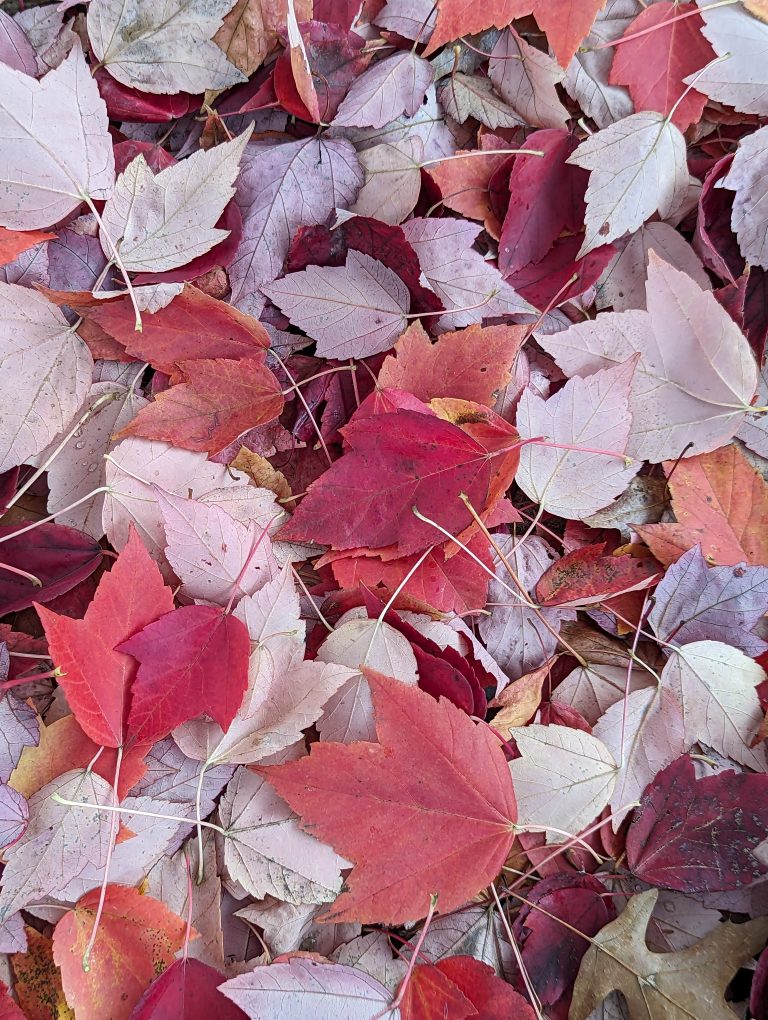 A pile of red and pink maple tree leaves