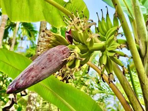 Tender bananas. From Perumanna, Kozhikode, Kerala.