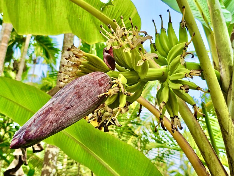 Tender bananas. From Perumanna, Kozhikode, Kerala.