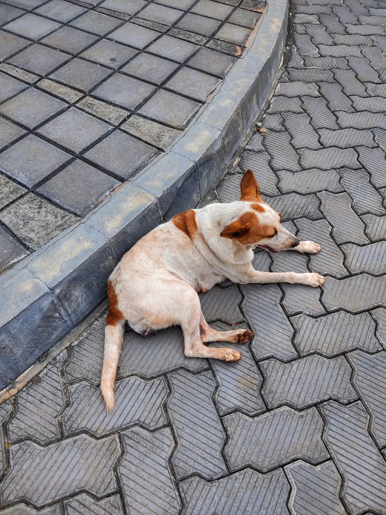 Dog sitting on street